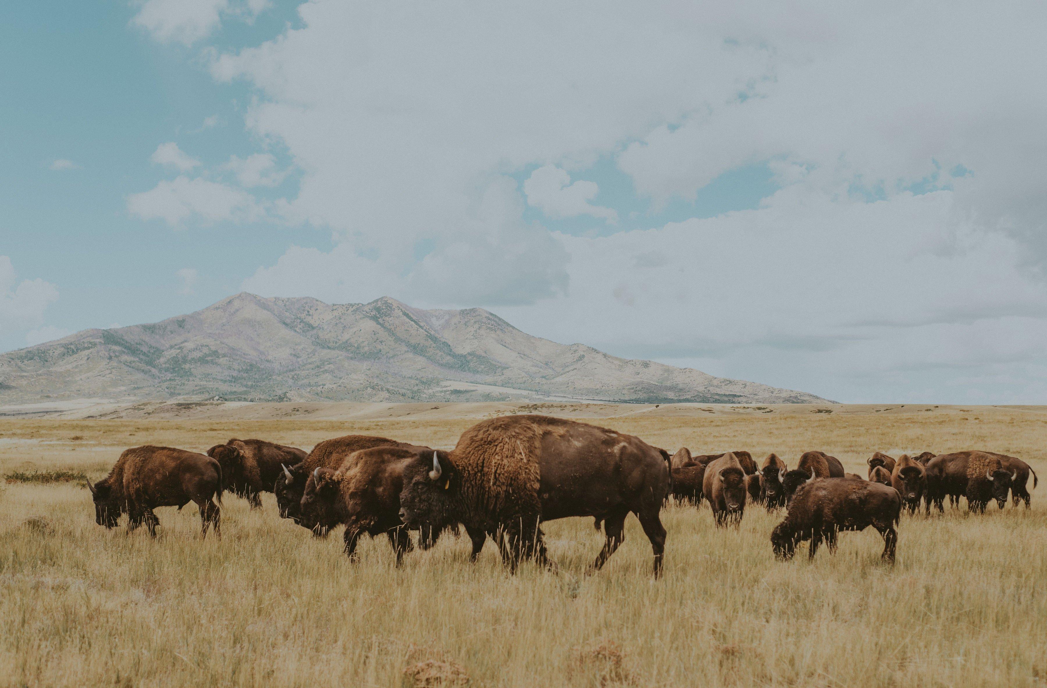 a herd of buffalo in a field