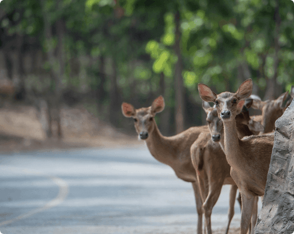 A group of deer standing on the side of a rural road.