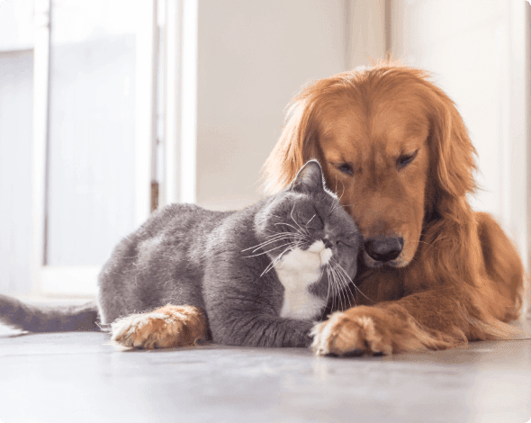 A cat and dog cuddling on the floor. 