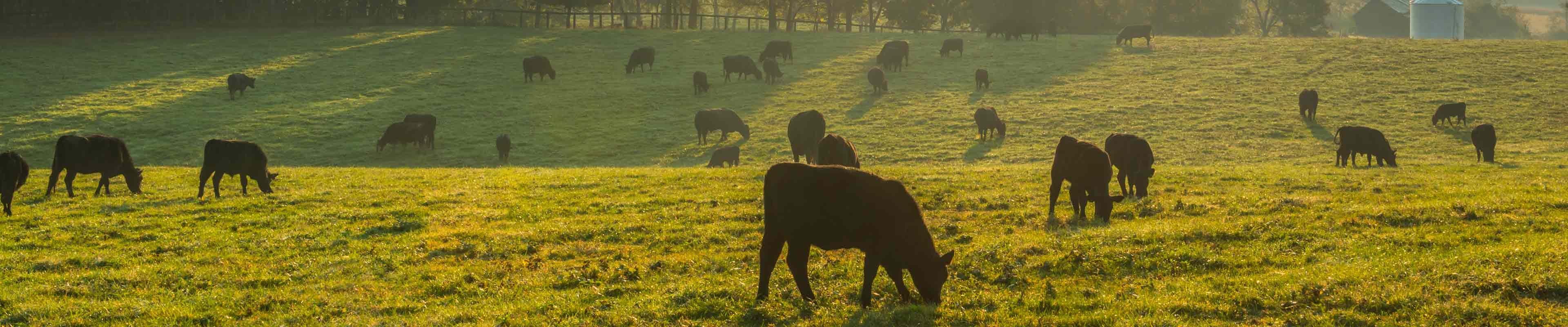 Grassy field with cattle